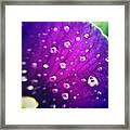 Purple Rain Framed Print