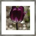 Purple Framed Print