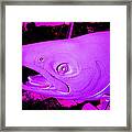Purple Salmon Framed Print
