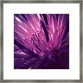 Purple Thistle Flower Framed Print
