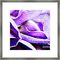 Purple Wisteria Fower Framed Print