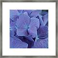 Purple Hydrangea Framed Print