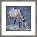 Quarter Horse In Blue Framed Print