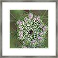 Queen Anne's Lace Flower Partly Open With Dew Framed Print