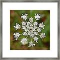 Queen Anne's Lace Framed Print