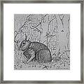 Rabbit In Woodland Framed Print