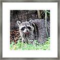 Raccoon Framed Print
