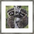 Raccoon Two Babies Climbing Tree North Framed Print