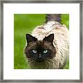 Ragdoll Cat Framed Print