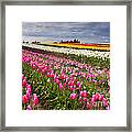 Rainbow Fields Framed Print