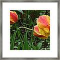 Raindrops And Tulips Framed Print