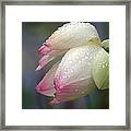 Rained Upon Framed Print