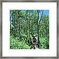 Ranger On Mountain Bike, Steamboat Springs, Colorado, United States Of America, North America Framed Print