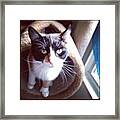 Rasha #cat #cats Framed Print