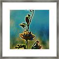 Reaching Blooms Framed Print