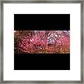 Reason To Be Here #4, #sakura In #kyoto Framed Print