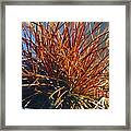 Red Air Plant Framed Print