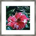 Red And White Hybiscus With Grasshopper Framed Print