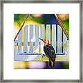 Red-belly Comes For Lunch Framed Print