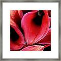 Red Calla Lilies Framed Print