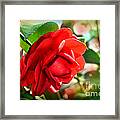 Red Camellia Framed Print