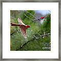 Red Cardinal Flight Framed Print