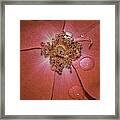 Red Flower Framed Print