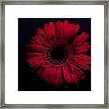 Red Flower Framed Print