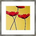 Red-flowered Corn Poppies Framed Print