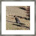 Red Fox Sitting Framed Print