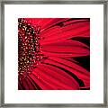 Red Gerbera Framed Print