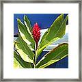 Red Ginger Framed Print