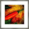 Red Hot Chili Pepper Framed Print