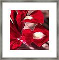 Red Iris Framed Print