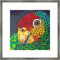 Red Lored Parrot Framed Print