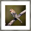 Red Male House Finch Framed Print