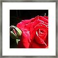 Red Red Rose Framed Print