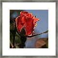 Red Rose Bud Vert Framed Print
