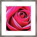 Red Rose Macro Framed Print