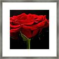 Red Rose Framed Print