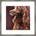 Red Setter Dog Portrait Framed Print