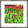 Red Tulips Framed Print