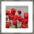 Red Tulips Welcome Spring Framed Print