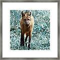 Red Wolf Framed Print