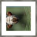 Redhead Duck Male With Reflection Framed Print