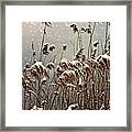 Reed In Snow Framed Print