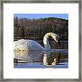 Reflections Framed Print