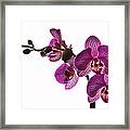 Regal Orchid Framed Print