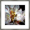 Rhododendron Explosion Framed Print