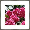 Rhododendrons Garden Art Prints Pink Rhodies Floral Framed Print